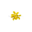 XJ-131 YELLOW.webp