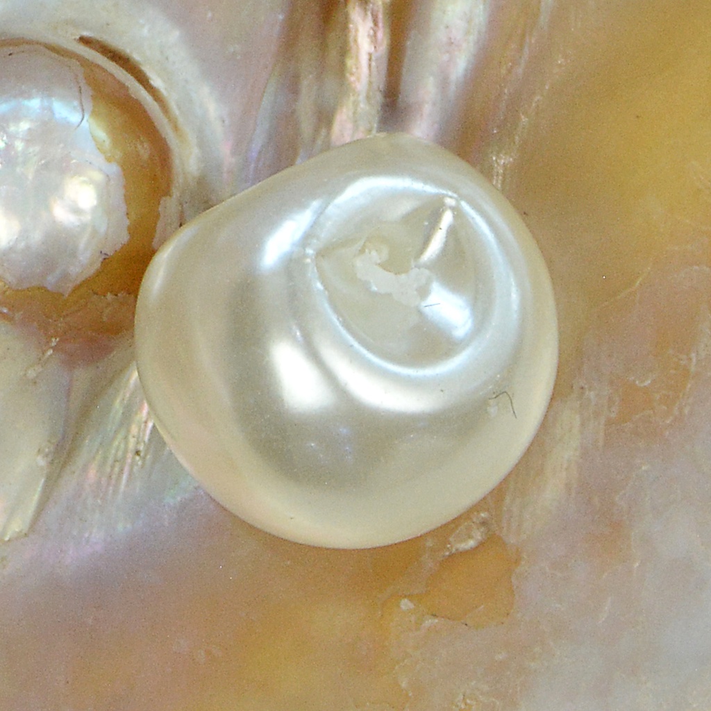 Plastic Pearl Button